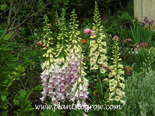 Digitalis 'Excelsior' (Digitalis) 
early June